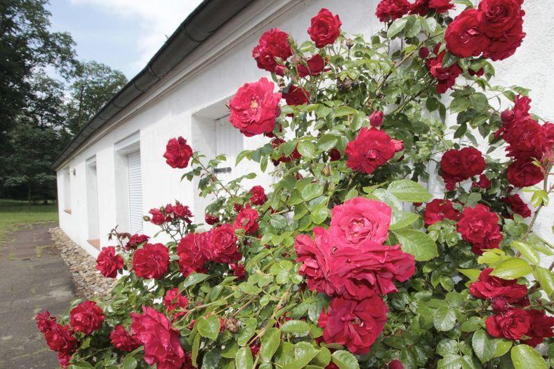 Ferienhaus Huus Ton Witten Barg Undeloh Luaran gambar